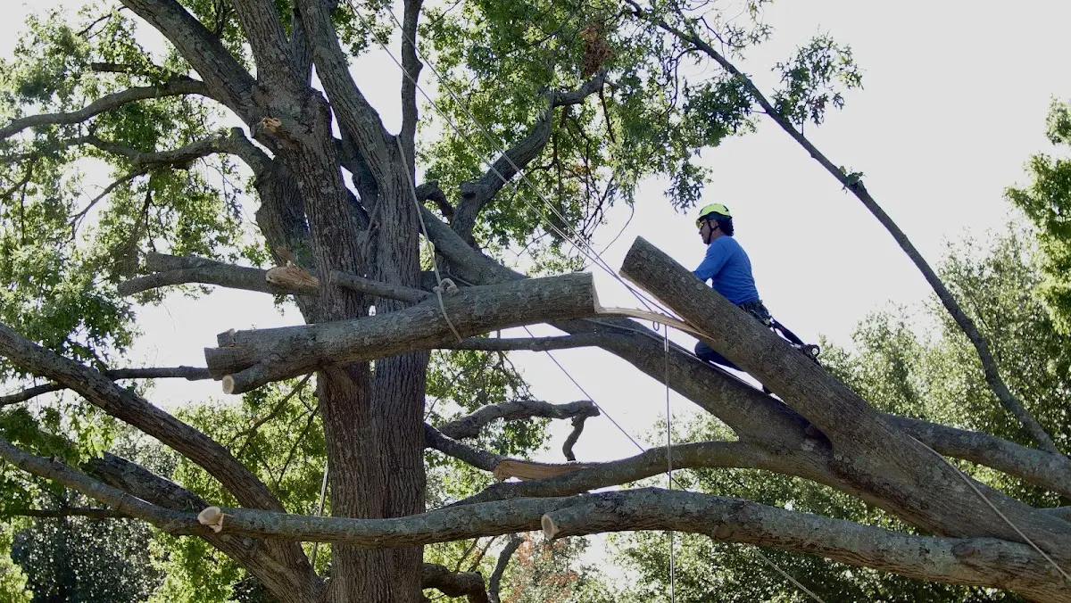 Professional Crown Thinning performed by certified arborists in Kerman