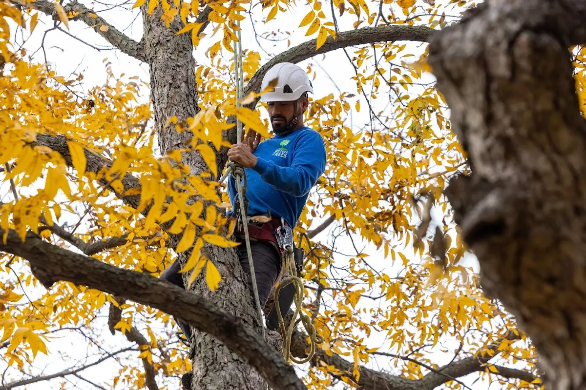 Skilled Dead Tree Removal crew working in Kerman